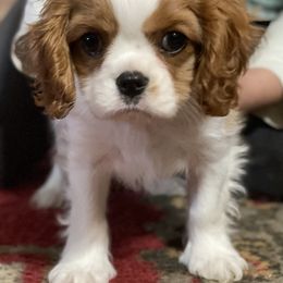 Ava - Blenheim Cavalier King Charles Spaniel puppy in Anderson, California from Norcal Cavaliers of Northern California