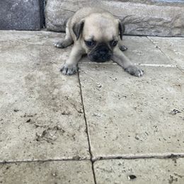 Boy 2 - Fawn male Pug puppy in Brooksville, Florida from Windsorsprings