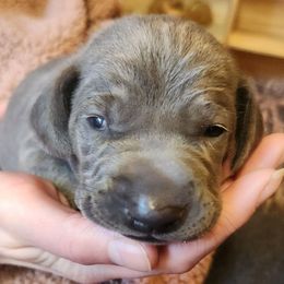 Boy 7 ( Orange ) - Blue Weimaraner puppy in Goshen, Indiana from Miller's Weimaraners & Stud