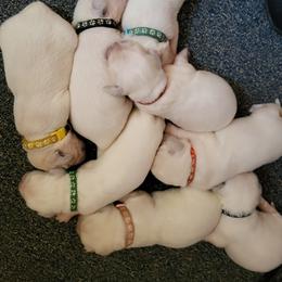 Golden Retriever Puppies from Fiddle In Gold Retrievers