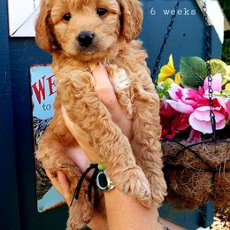 Goldendoodle Puppies from Just Doodling Dogs