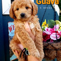 Goldendoodle Puppies from Just Doodling Dogs