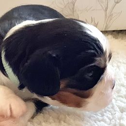 Cavalier King Charles Spaniel Puppies from Windgate Cavaliers