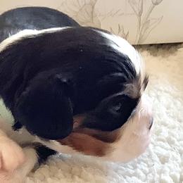 Cavalier King Charles Spaniel Puppies from Windgate Cavaliers