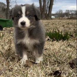 Australian Shepherd Puppies from Haven Farms Australian Shepherds