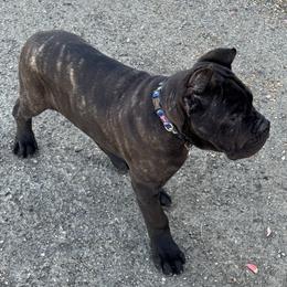 Cane Corso puppies from Giosci Cane Corso