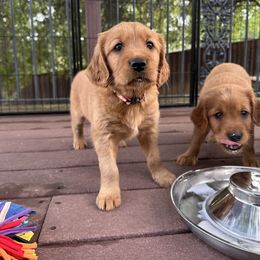 Golden Retriever Puppies from Golden Wiggle Retrievers