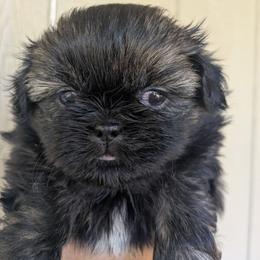 Female brindle 1 - Brindle female Shih Tzu puppy in Amherst, Maine from McKayla Hairston