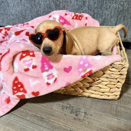 Henry - Cream male Dachshund puppy in Crossville, Tennessee from Golden Critter Farm