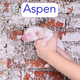 Aspen - Parti male Goldendoodle puppy in Calhoun, Georgia from Happy Top Doodles