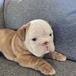 Captain - Fawn and white male Bulldog puppy in Albany, Oregon from Red Cloud Australian Shepherds and DeGray Great Danes & Bulldogs