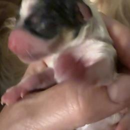 Aspen - Tan and white female Yorkshire Terrier puppy in Tangipahoa County, Louisiana from Riche’ Louisiana Yorkies