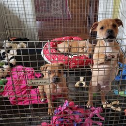 Bull Terrier and Staffordshire Bull Terrier Puppies from Terri Cournoyer