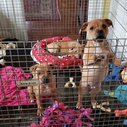 Bull Terrier and Staffordshire Bull Terrier Puppies from Terri Cournoyer