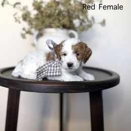 Red female Vivia - Parti female Goldendoodle puppy in Springville, Utah from JW Doodles