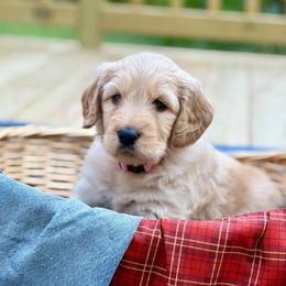Pumpkin - Cream female Goldendoodle puppy in Beech Bluff, Tennessee from White Oak Kennel