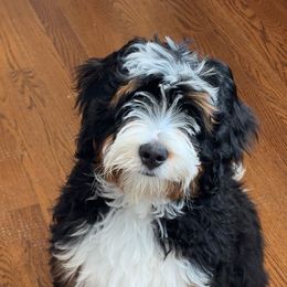 Bernedoodle, Bernese Mountain Dog, and Poodle Puppies from NJ Bernedoodles