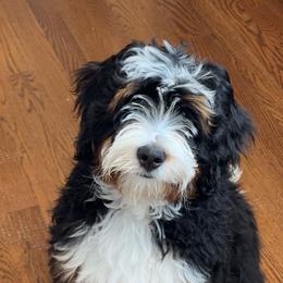 Bernedoodle, Bernese Mountain Dog, and Poodle Puppies from NJ Bernedoodles