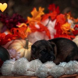 Annabelle (Yellow Collar) - Sable female German Shepherd puppy in Chattanooga, Tennessee from Lucianhaus