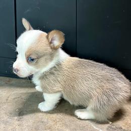 Gus - Sable male Pembroke Welsh Corgi puppy in Clinton, Tennessee from High Hopes Farm