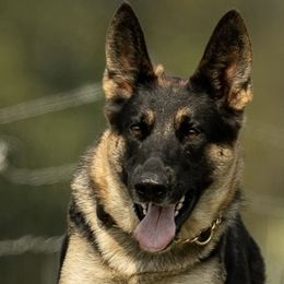 Whiskey - German Shepherd