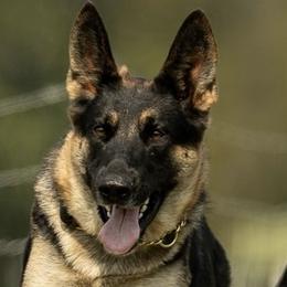 Whiskey - German Shepherd