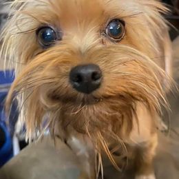 Yorkshire Terriers from Mystic Mountain Kennels