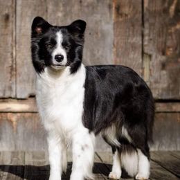 Twiddle - Border Collie