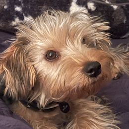Bo - Yorkshire Terrier