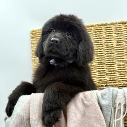 Allie OFA - Black female Newfoundland puppy in Falmouth, Michigan from Dyer Lake Newfoundland’s