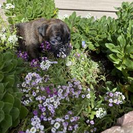 Aquarius - Brindle female Boxer puppy in Custer, South Dakota from Tracy's Boxers