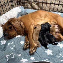 Martin - Ruby male Cavalier King Charles Spaniel puppy in Lula, Georgia from Cavaliers by Crumley