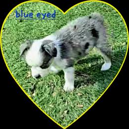Dixie - Blue merle female Toy Australian Shepherd puppy in Snowflake, Arizona from Halfpint Aussies
