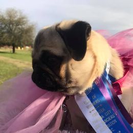 Princess Buttercup - Pug