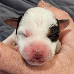 Tulia - Tri-colored female Parson Russell Terrier puppy in Whitehall, Montana from Montana Jacks