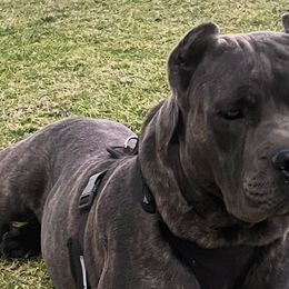 Aussiedoodles, Companion Crosses, and Poodles from BoujeePoodles