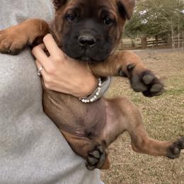Light green - Fawn male Cane Corso puppy in Opelousas, Louisiana from Azelees Cane Corso