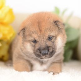 Harley -FULL REGISTRATION INCLUDED- - Red male Shiba Inu puppy in Neosho, Missouri from Kenny Cave K9s