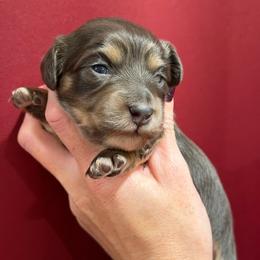 Helga - Blue and cream female Dachshund puppy in Roanoke, Alabama from J&E Dachshunds