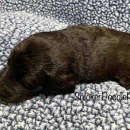 Goldendoodle and Poodle Puppies from SnickerDoodlePups