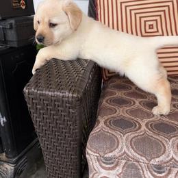 Cindy lu hoo - Yellow female Labrador Retriever puppy in Maynardville, Tennessee from Three Bears Labradors