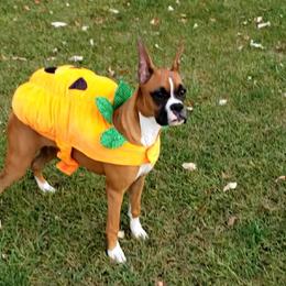 Boxer Puppies from Elevated Boxers