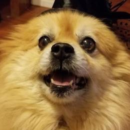 Pomeranians from Tanya's Pomeranians