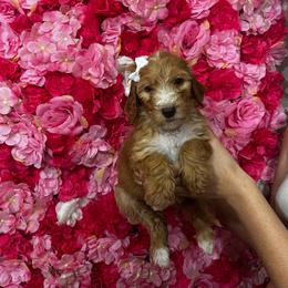 White collar - Parti female Goldendoodle puppy in Bakersfield, California from Cisneros Goldendoodles