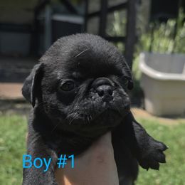 Pug Puppies from Stubbys pugs