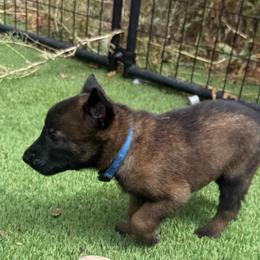 Blue Collar Male - Fawn sable male Belgian Malinois puppy in Boise, Idaho from Wings of Freedom Retrievers and Malinois