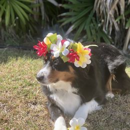 Lila - Australian Shepherd