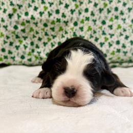 Vega - Black tri-color female Australian Shepherd puppy in Red Springs, North Carolina from Julia Rose Ranch