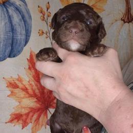 Fudge - Brown and white male Sheepadoodle puppy in Austin, Texas from Darling Doodles