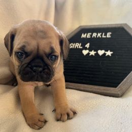 Girl 4 - Fawn female Pug puppy in Norborne, Missouri from Pug Palace